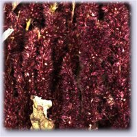 JR Birds Amaranth 30 g
