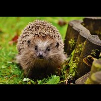 Claus Igel-Paté 190 g